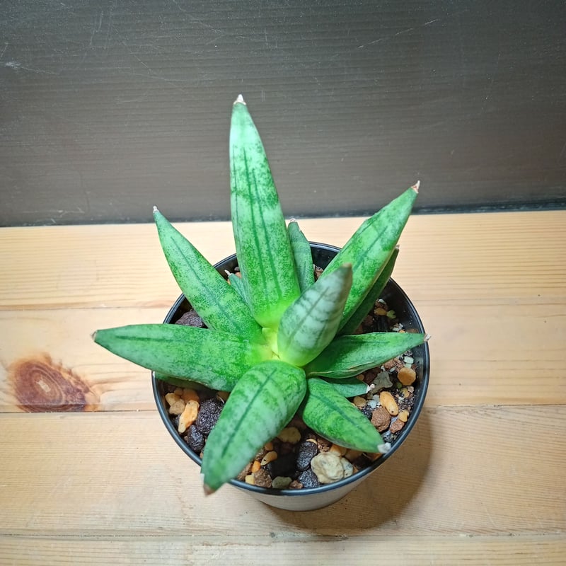 Sansevieria Hedgehog 3 | satakeseikaten Sansevieria Hedgehog 3 | satakeseikaten