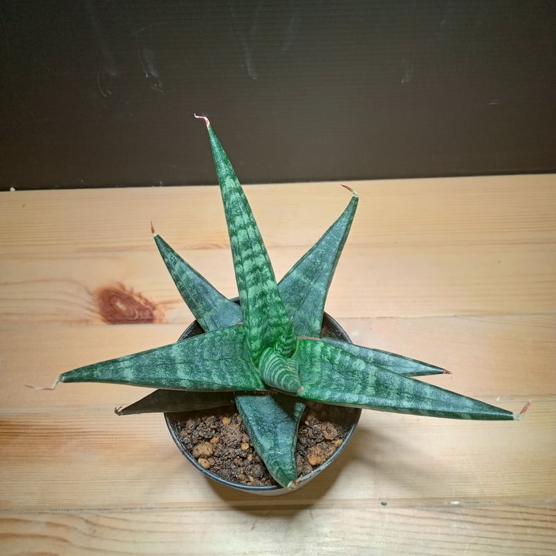 サンスベリア フローズンスローン 子株 サンセベリア