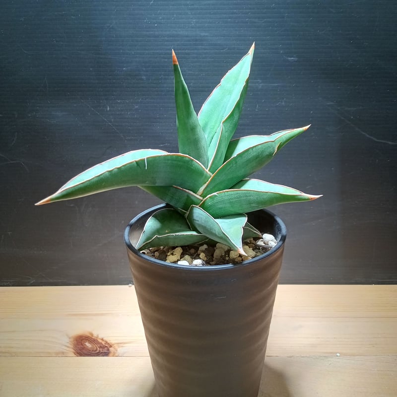 特大株 サンスベリア sp ソマリア サンセベリア sansevieria Sansevieria Phra Kaikeo サンセベリア プラカイケオ シルバー系の品種