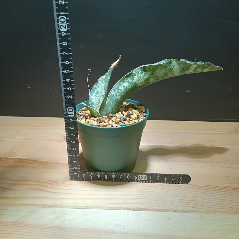 サンスベリア Sansevieria kirkii var. pulchra v サンスベリア Sansevieria kirkii var. pulchra v