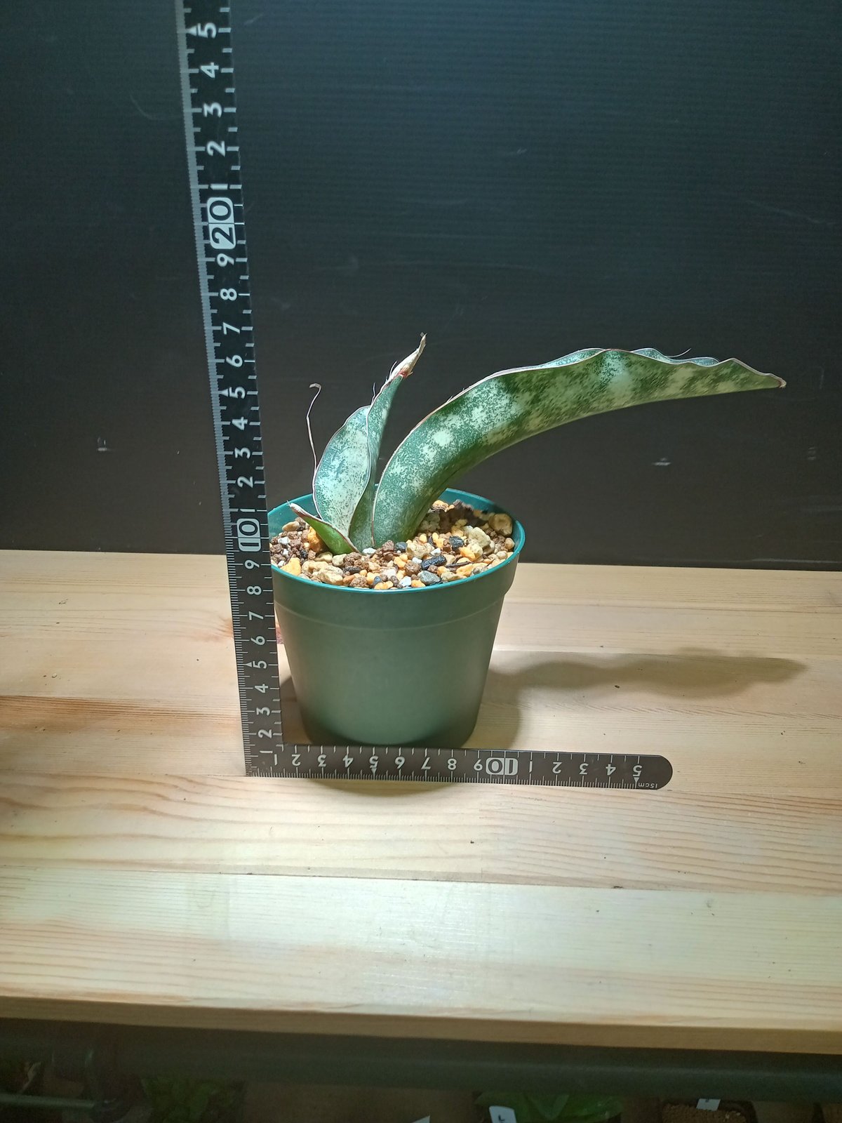 Sansevieria Kirkii var. pulchra coppertone | sa