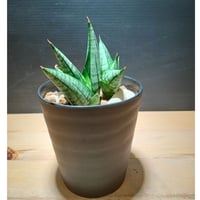 Sansevieria sp. Zululand | satakeseikaten