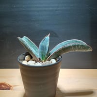 サンスベリア Sansevieria sp. Zululand A fit=scale-down,w=1200