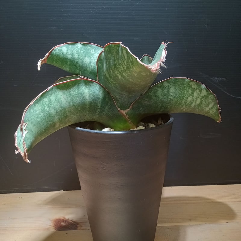 【XLサイズ】HAND Made 炎デザイン 植木鉢 園芸用品 【XLサイズ】HAND Made 炎デザイン 植木鉢