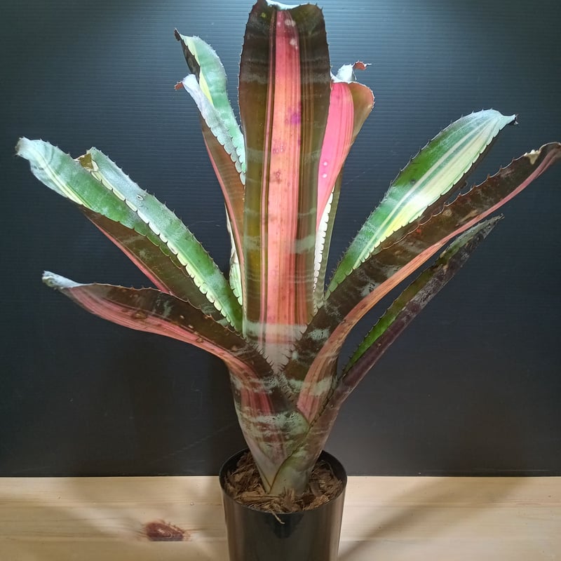 aechmea roberto menescal | satakeseikaten