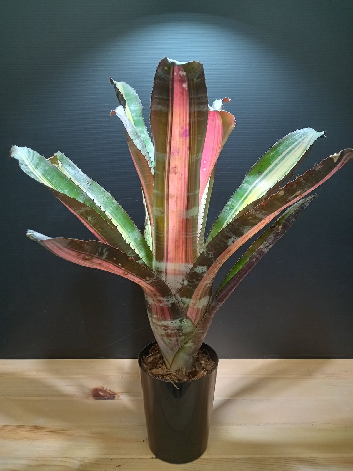 Aechmea 'Roberto Menescal'〔エクメア〕現品発送A184 エクメア ロベルトメネスカル「Aechmea Roberto Menescal」5/9-448