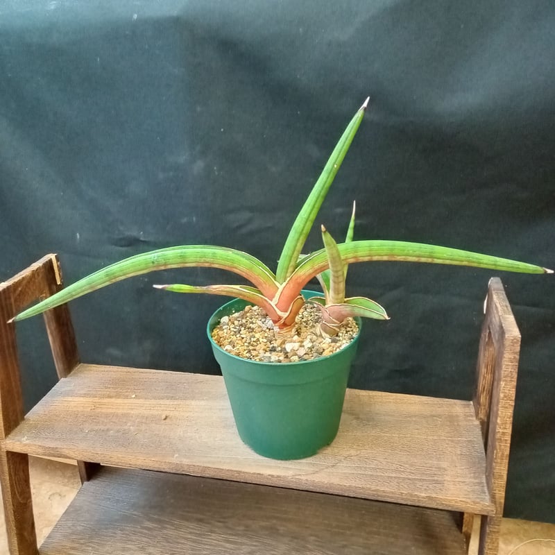 Sansevieria sp. Zululand | satakeseikaten