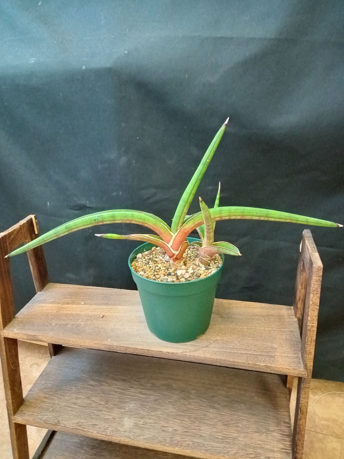 サンスベリア Sansevieria sp. Zululand A fit=scale-down,w=1200