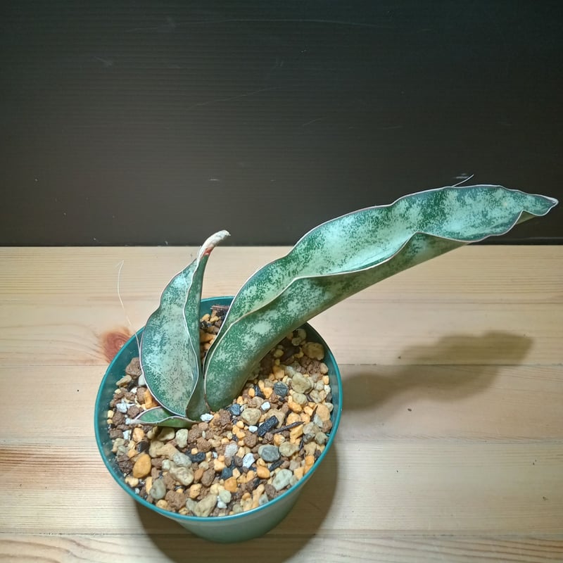 Sansevieria Kirkii var. pulchra coppertone | sa