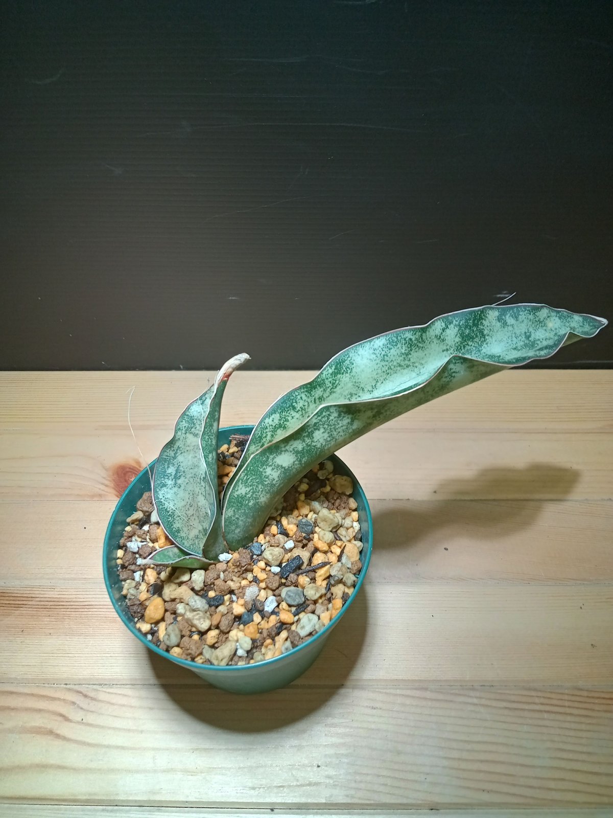 サンスベリア Sansevieria kirkii var. pulchra v fit=scale-down,w=1200