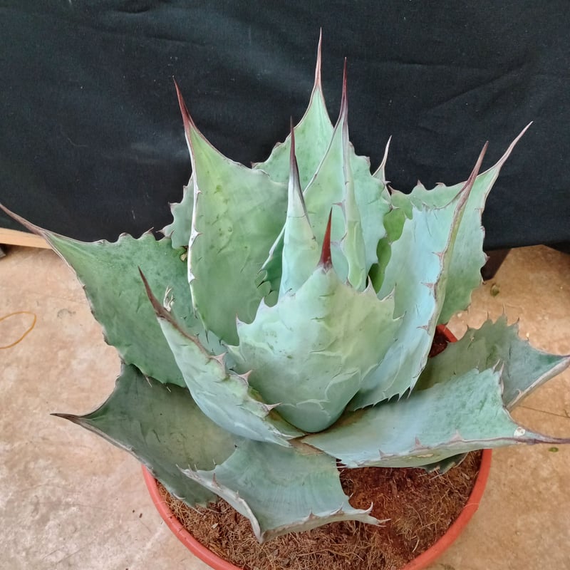 特大　アガベ　ブルーブライアン　60cm〜70cm 特大 アガベ ブルーブライアン 60cm〜70cm