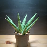 サンスベリア Sansevieria sp. Zululand A サンスベリア Sansevieria sp. Zululand