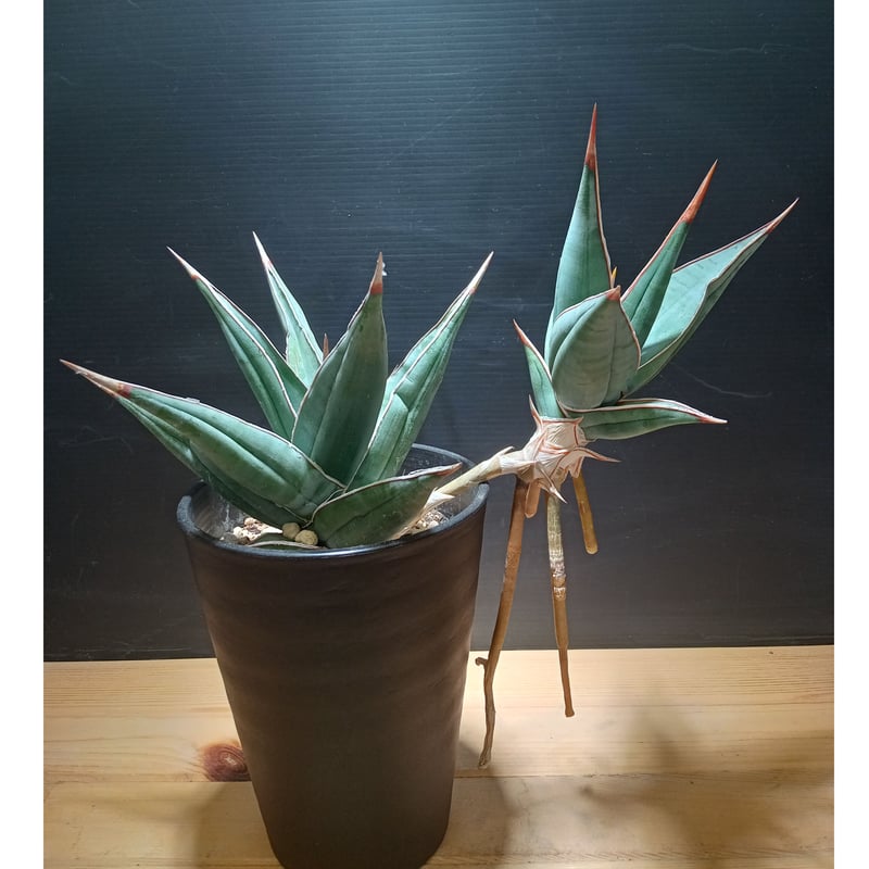 Sansevieria Pinguicula | satakeseikaten