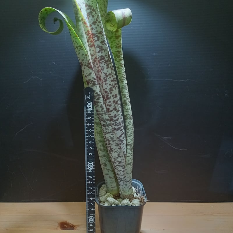 quesnelia marmorata tim plowman | satakeseikaten