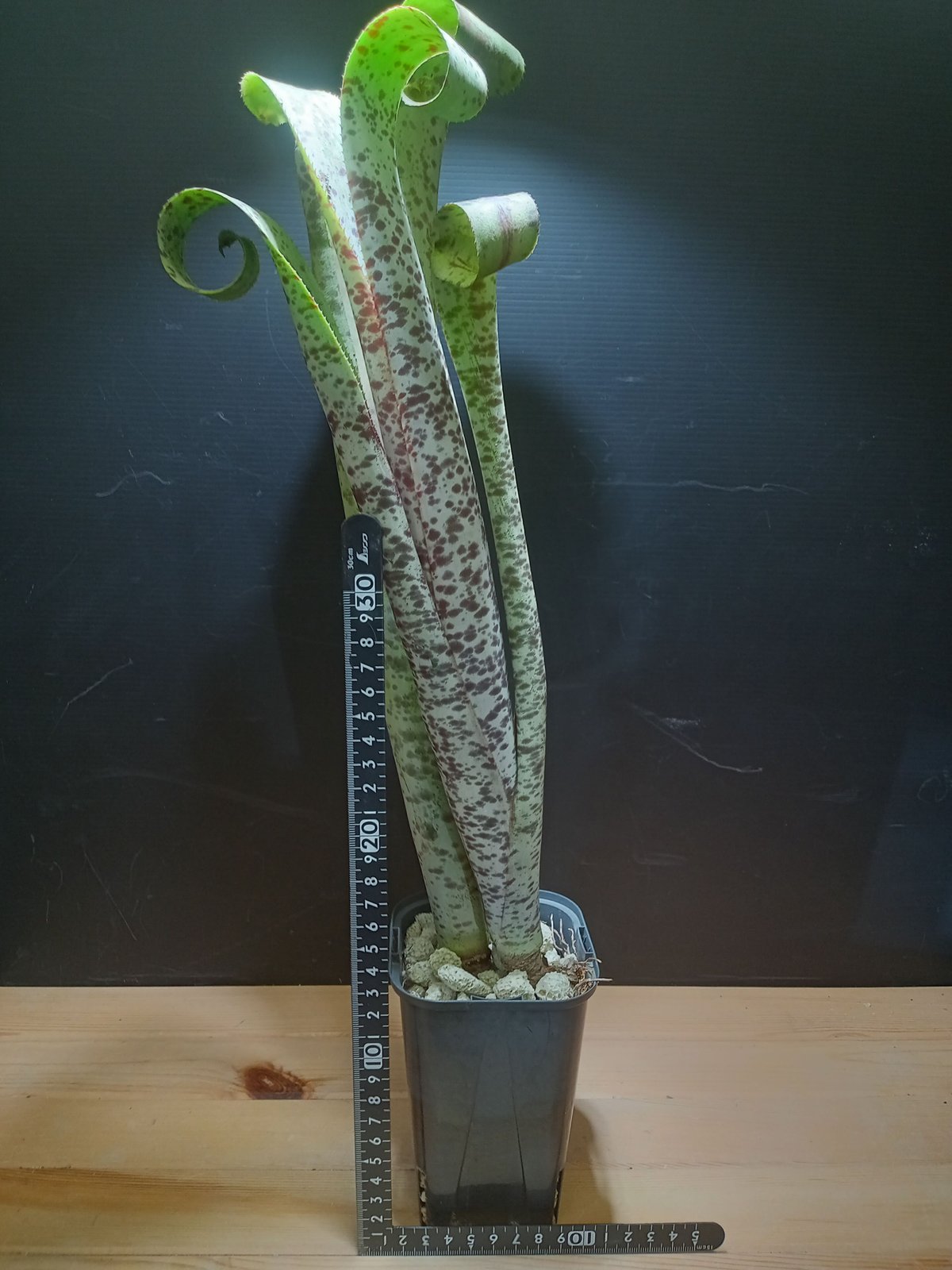 quesnelia marmorata tim plowman | satakeseikaten