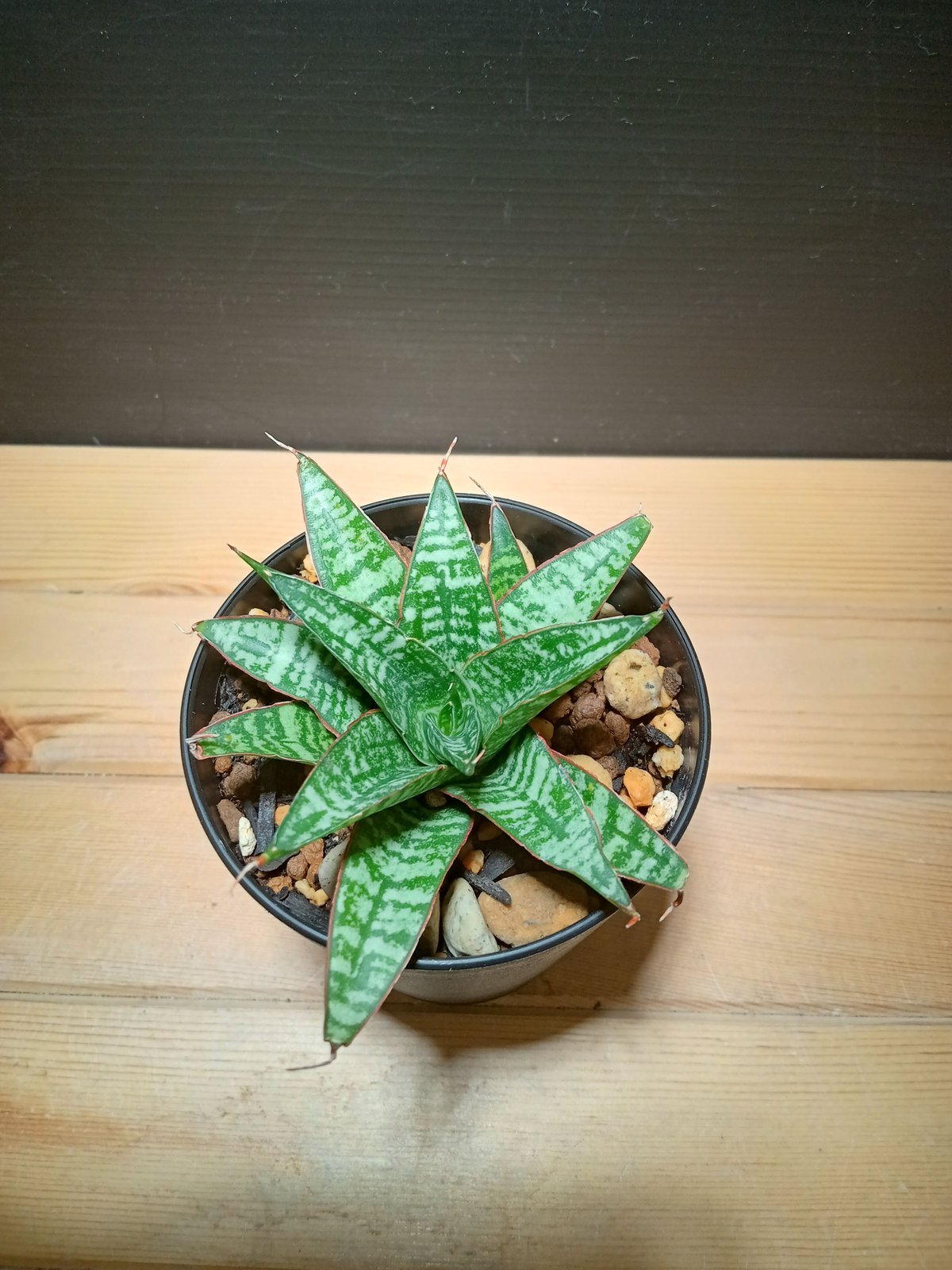 サンスベリア バンテン sansevieria bang-teng 9/6撮影 サンスベリア バンテン sansevieria bang-teng 9/6撮影
