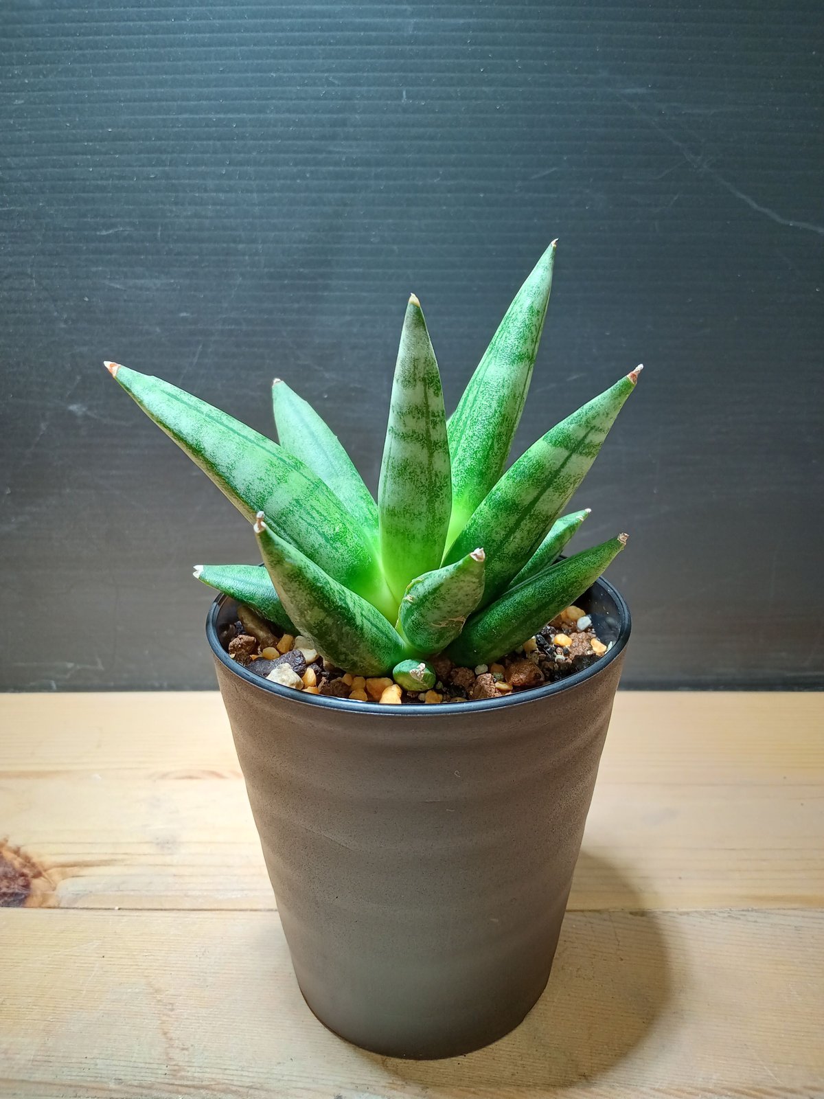 Sansevieria Hedgehog 3 | satakeseikaten