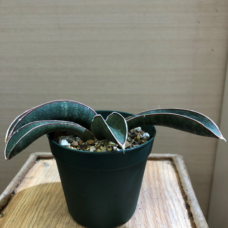 Sansevieria hallii Blue Bat | satakeseikaten