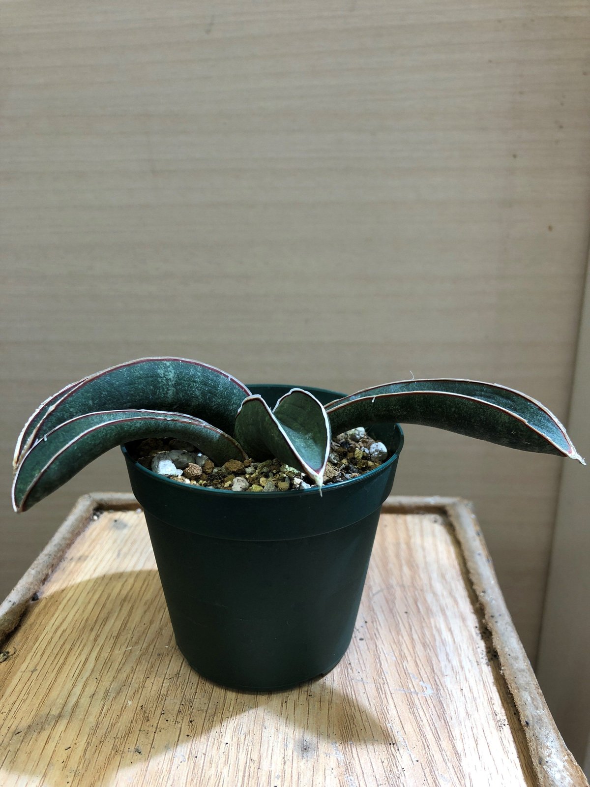 Sansevieria hallii Blue Bat | satakeseikaten