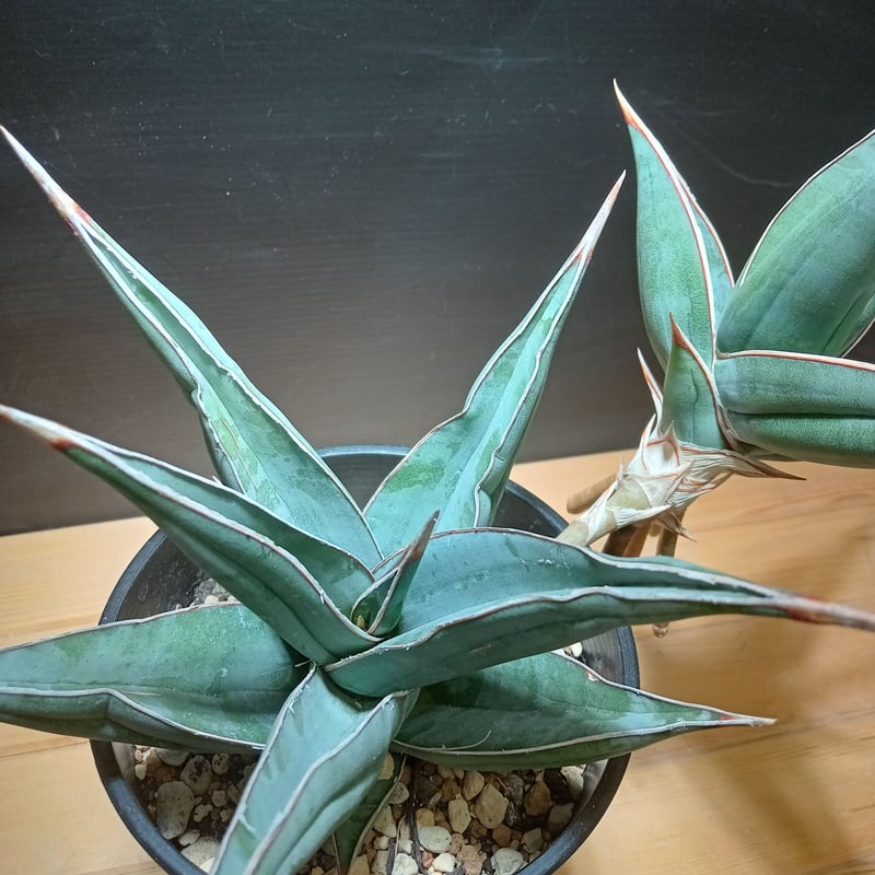 専用　Sansevieria pinguicula Longifoli サンセベリア ピングイキュラ ロンギフォリア 「Sansevieria