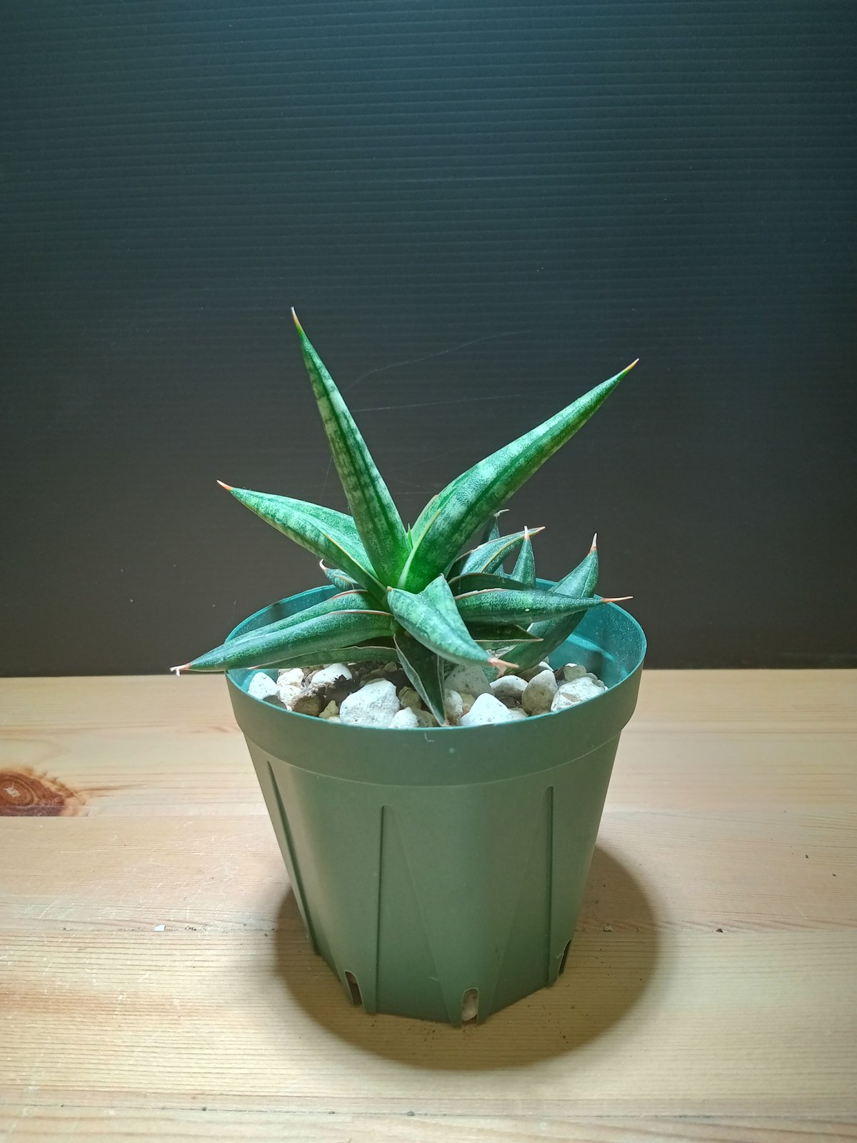 サンスベリア Sansevieria Lavranos629 | satakeseikaten