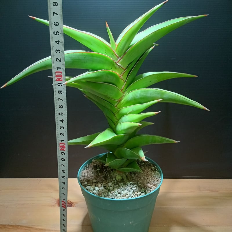 特大株 サンスベリア sp ソマリア サンセベリア sansevieria Sansevieria SP Somalia 大株 | satakeseikaten