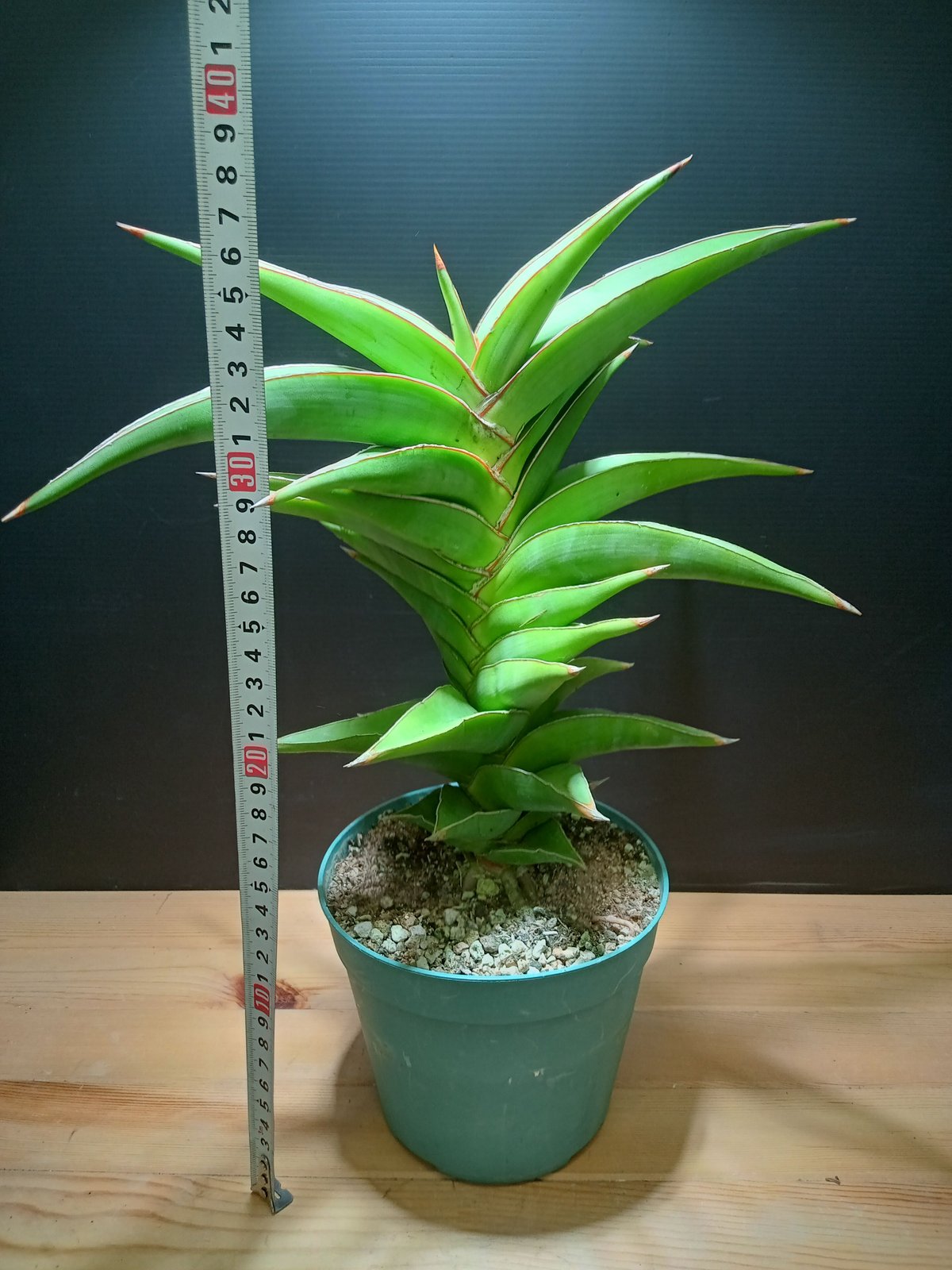 特大株 サンスベリア sp ソマリア サンセベリア sansevieria Sansevieria SP Somalia 大株 | satakeseikaten