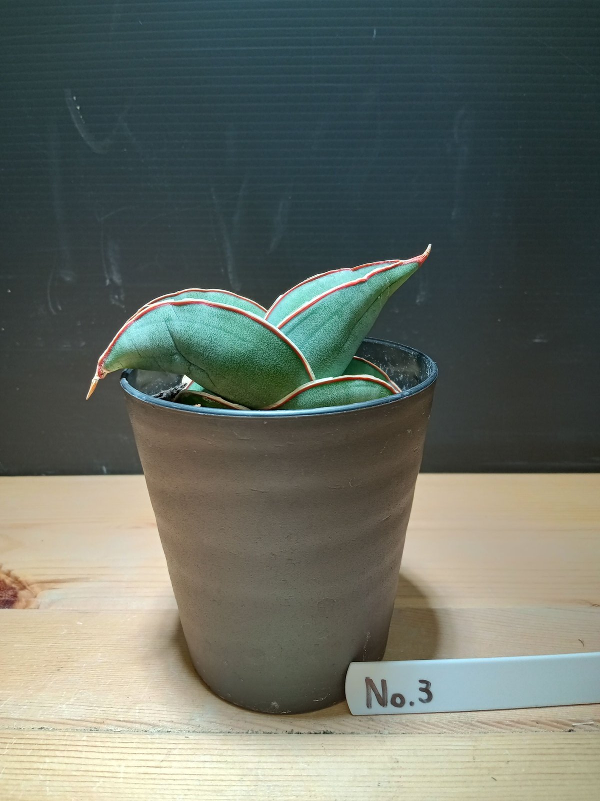 Sansevieria ehrenbergii 'Banana' | satakeseikaten Sansevieria ehrenbergii 'Banana' | satakeseikaten
