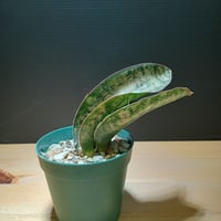 Sansevieria sp. Zululand | satakeseikaten