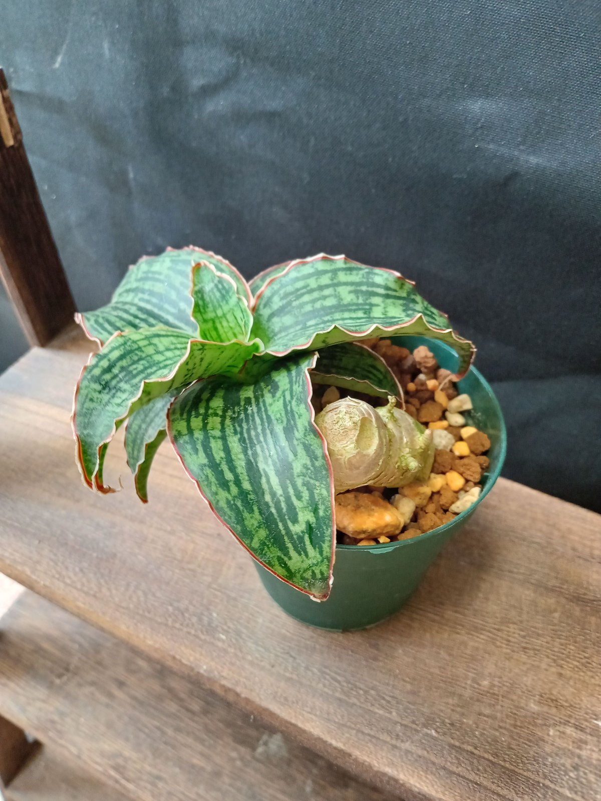 【現品】サンスベリア・クレオパトラ　7号　な３番 現品】サンスベリア・クレオパトラ 7号 な3番