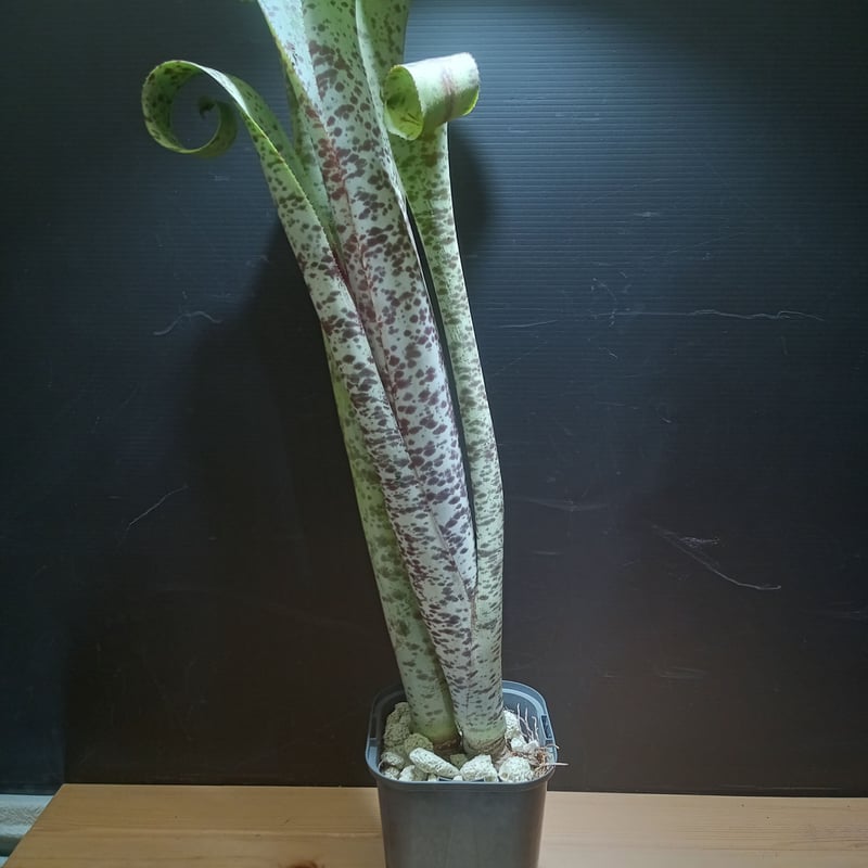 ブロメリア・エアープランツ Quesnelia marmorata Tim Plowman Quesnelia marmorata 'Tim Plowman' - Bird Rock Tropicals