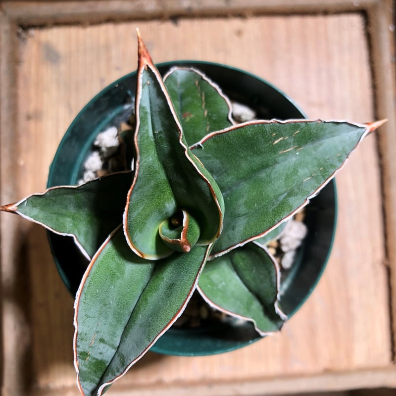 Sansevieria SP Somalia | satakeseikaten