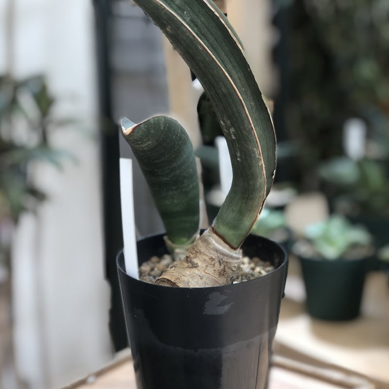 サンスベリア hallii 'Baseball Bat' v B Sansevieria halii 'Pink
