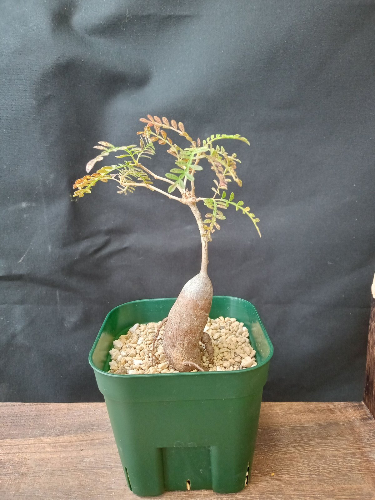 Operculicarya hyphaenoides | satakeseikaten