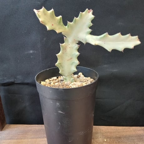 ユーフォルビアホワイトゴースト | STORES