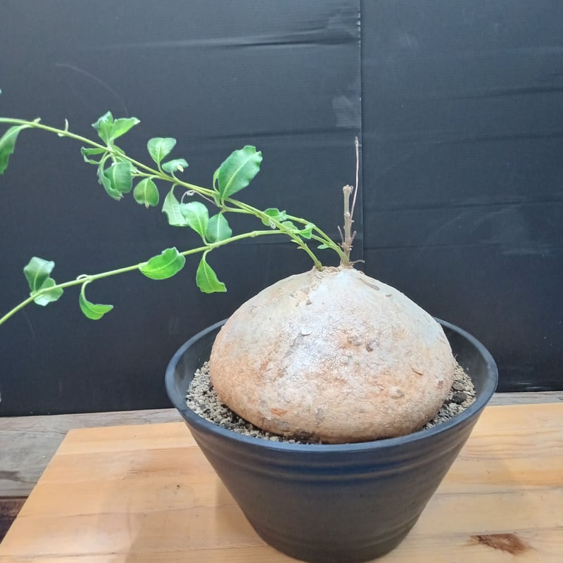 Raphionacme procumbens | satakeseikaten