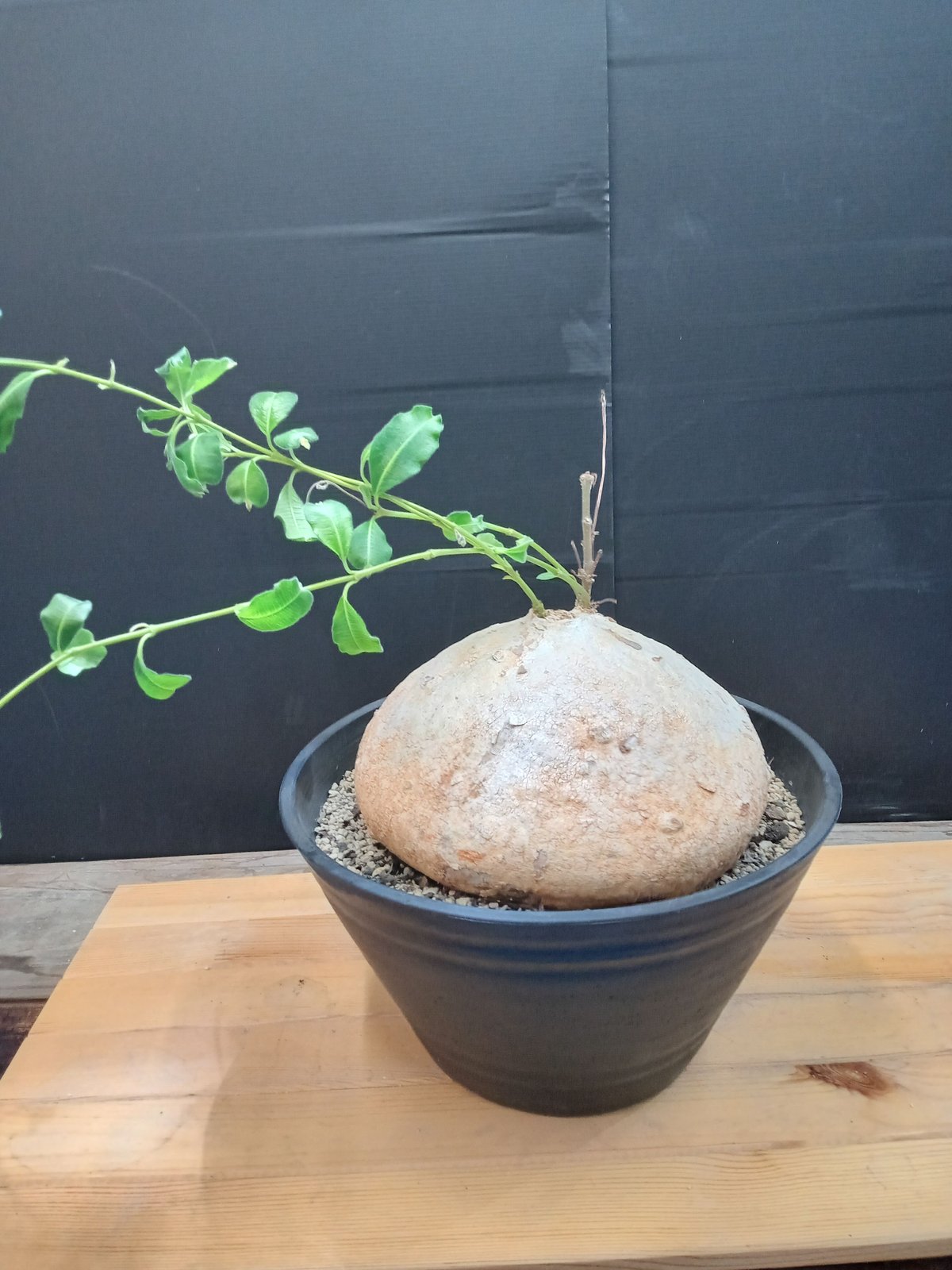 ラフィオナクメ　ベルチナ　巨大　塊根植物 ラフィオナクメベルチナ巨大塊根植物