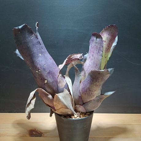 フリーセア | STORES