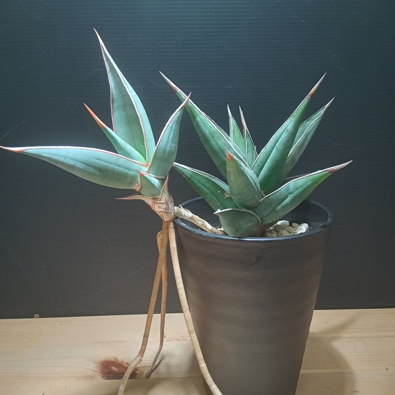 専用　Sansevieria pinguicula Longifoli サンセベリア ピングイキュラ ロンギフォリア 「Sansevieria