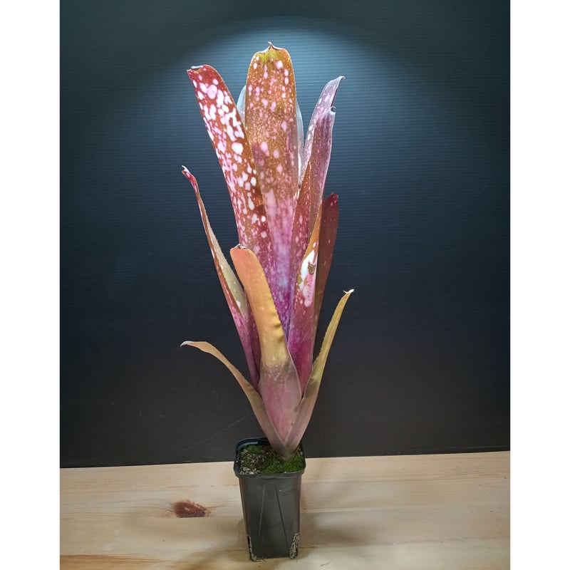 billbergia hallelujah | satakeseikaten