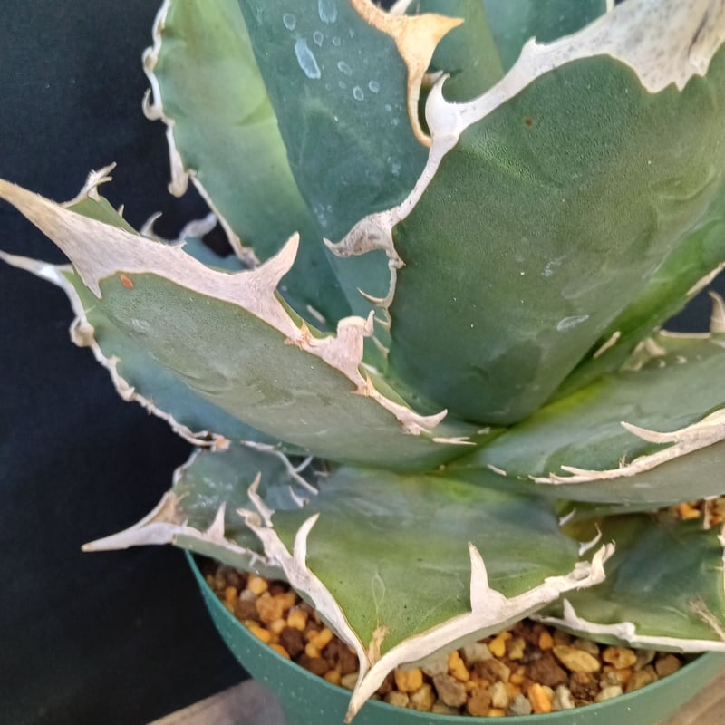 Agave titanota White Shark | satakeseikaten Agave titanota White Shark | satakeseikaten