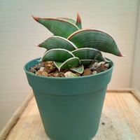 Sansevieria sp. Zululand | satakeseikaten