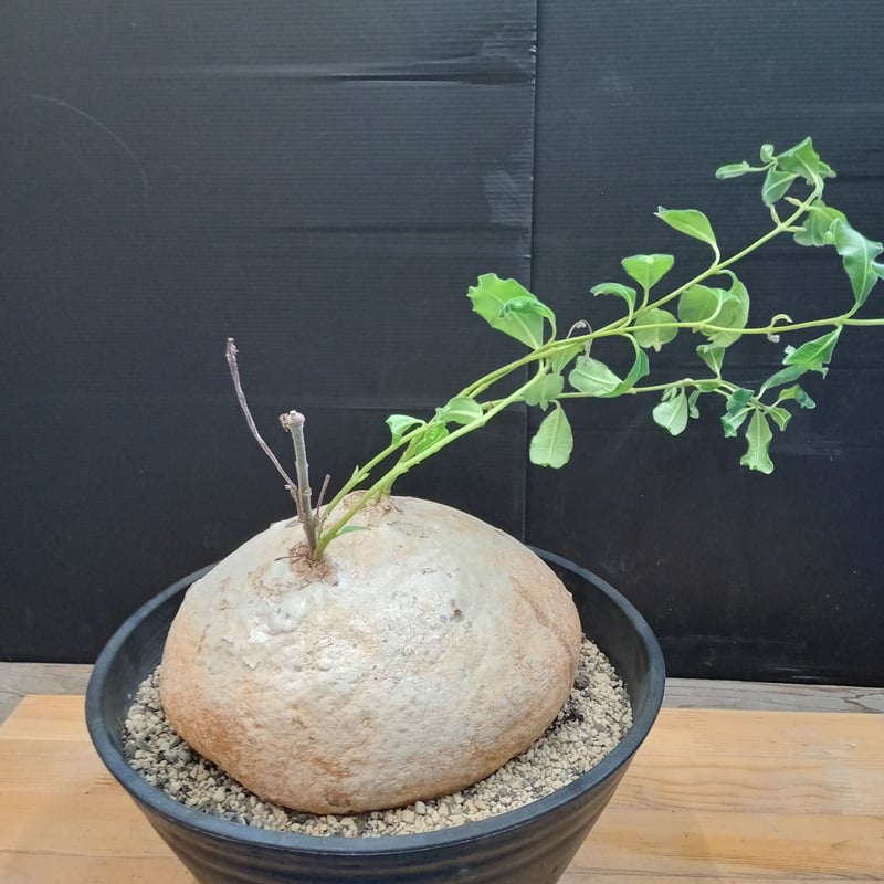 ラフィオナクメ・プロクンベンス8号鉢 塊根植物 青色鉢 植物