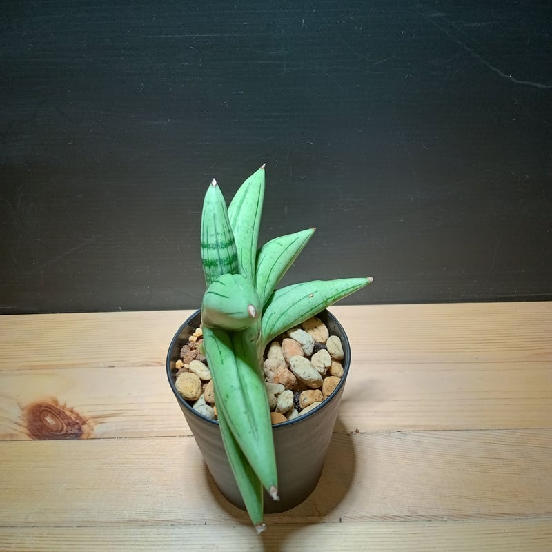 サンスベリア Sansevieria Sandee B サンスベリア Sansevieria Sandee B Sansevieria Mee Dee