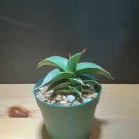 Sansevieria sp. Zululand | satakeseikaten