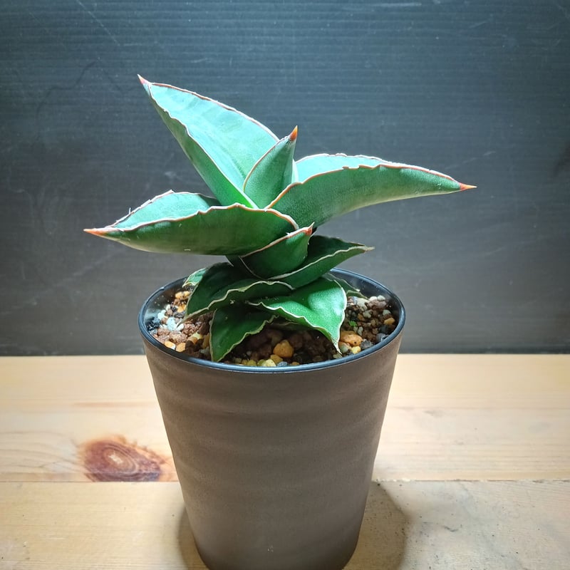 特大株 サンスベリア sp ソマリア サンセベリア sansevieria Sansevieria SP Somalia 大株 | satakeseikaten