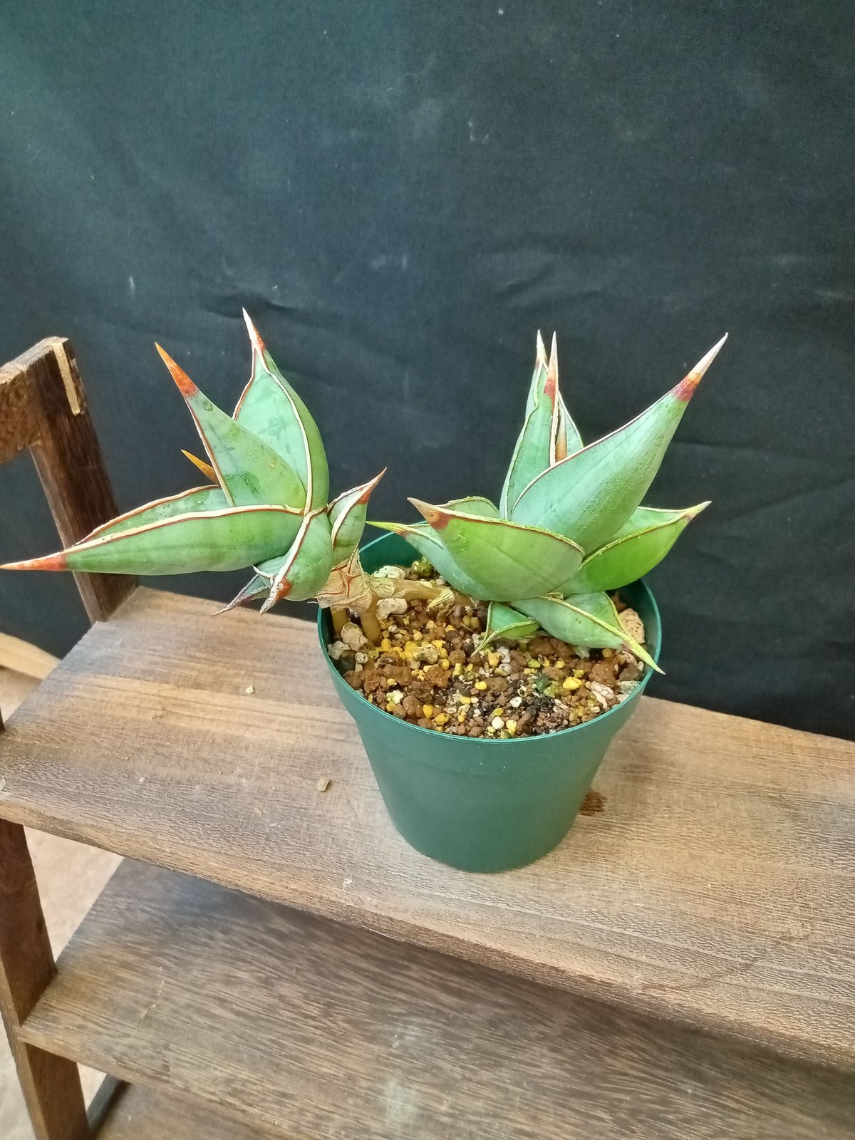 Sansevieria Pinguicula | satakeseikaten