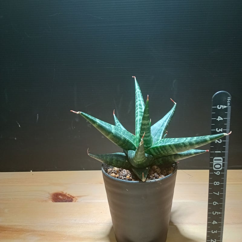 Sansevieria Blorong Hybrid | satakeseikaten