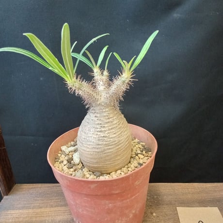 STORES 塊根植物の検索結果