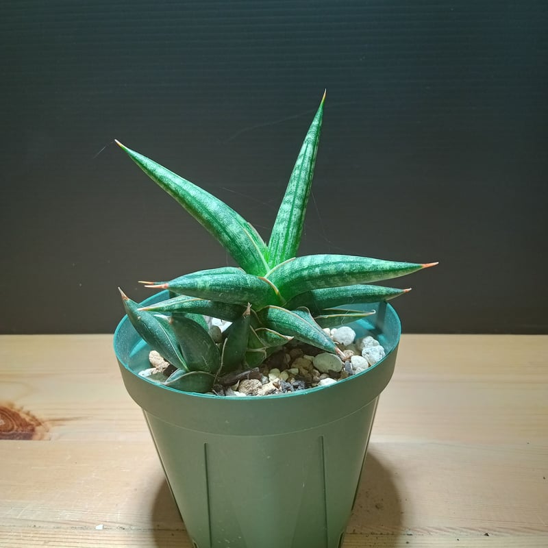 Sansevieria Lavranos629 | satakeseikaten